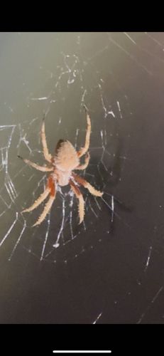 Orb Weaver Spider (likely a species of Argiope or a similar genus due to the web type and body shape)