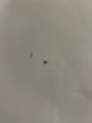 Carpet Beetle (likely Dermestidae species, such as Varied Carpet Beetle or Black Carpet Beetle)