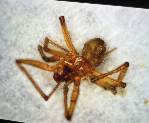 Cellar Spider (or Daddy Long-legs Spider)