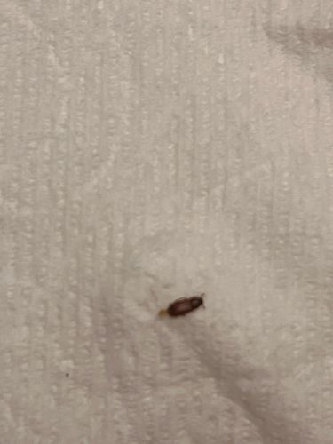 Drugstore Beetle (or Bread Beetle)