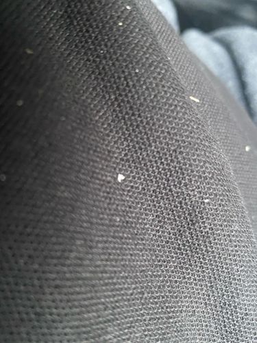 Bird Mite (or Tropical Bird Mite)
