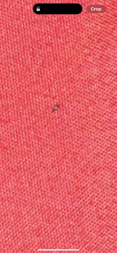 Fruit Fly (or possibly other small fly)