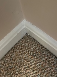 Carpet Beetle (larva)