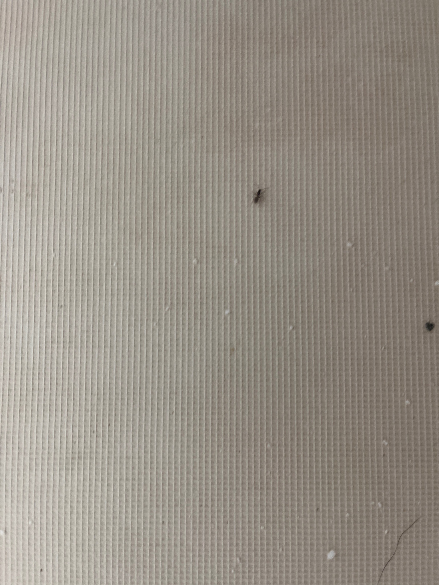 Ghost Ant