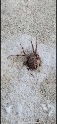 Grass Spider (likely a funnel weaver)