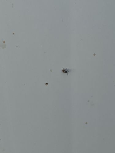 House fly