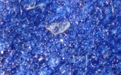 Case-bearing Clothes Moth