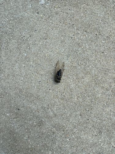 Cicada