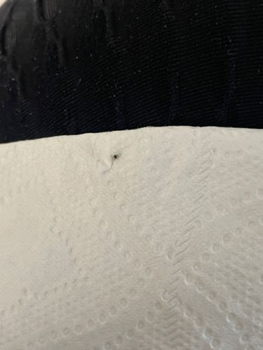 Leafhopper (likely a nymph)