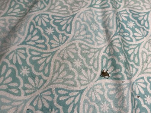 Lawn shrimp or Land hopper