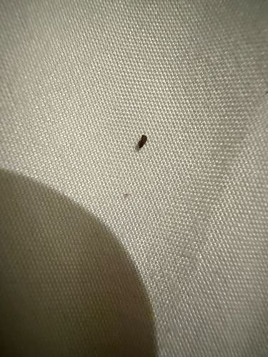 Flea (likely Cat flea or Dog flea, but difficult to differentiate definitively from image)