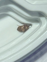 Indianmeal Moth