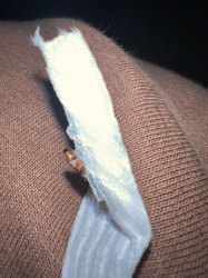 Carpet Beetle (larva)