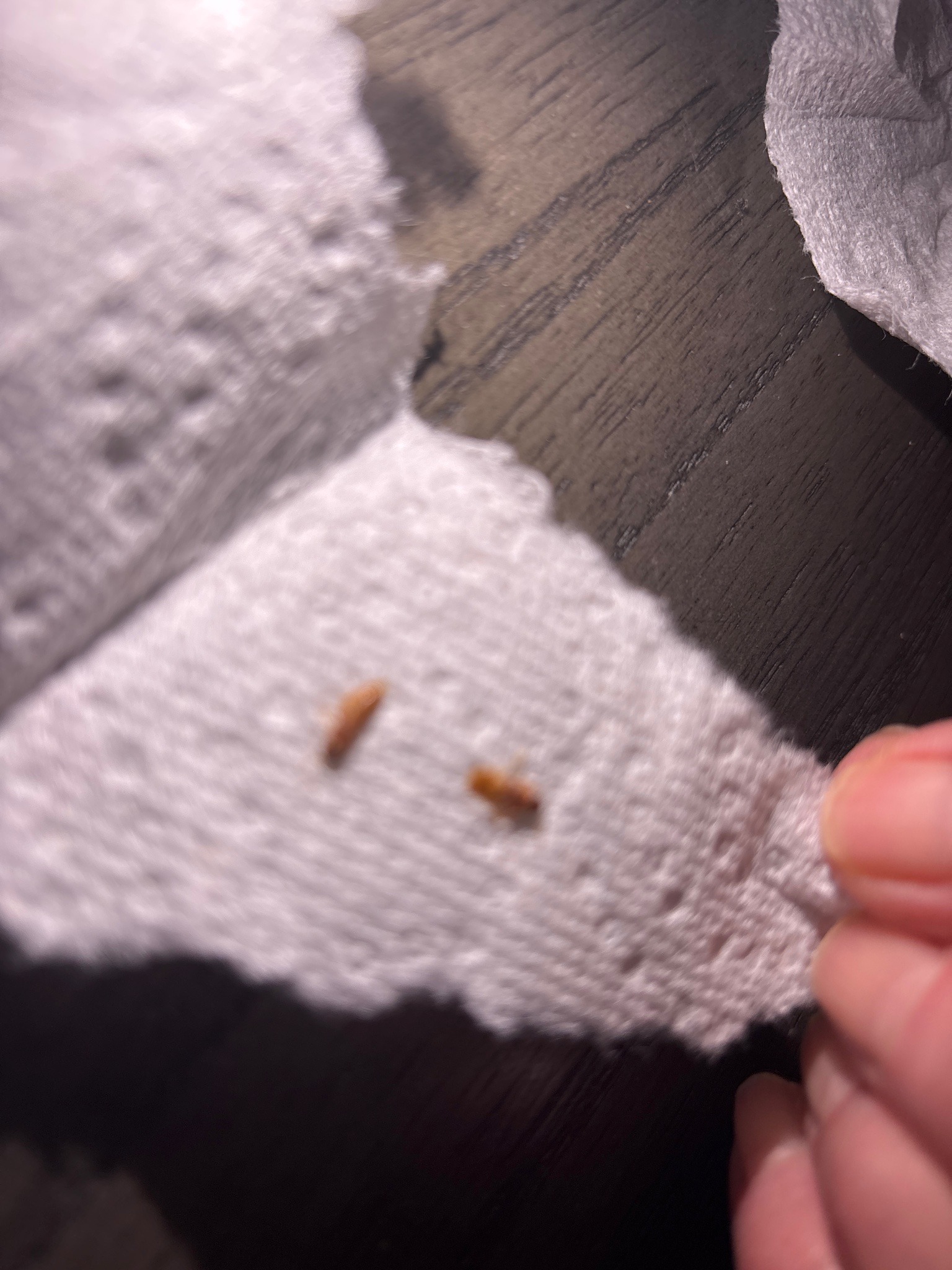 Carpet Beetle Larva