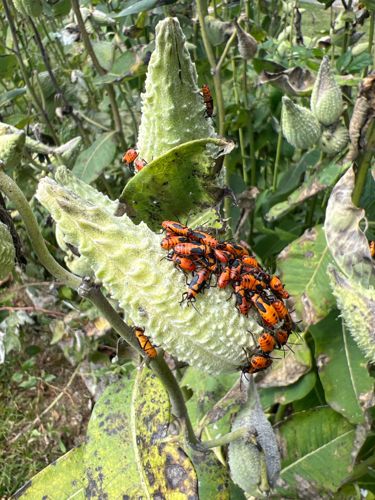Large Milkweed Bug