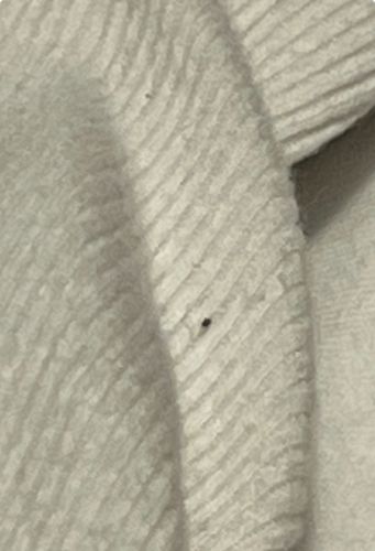 Carpet beetle (likely Black carpet beetle or Varied carpet beetle)