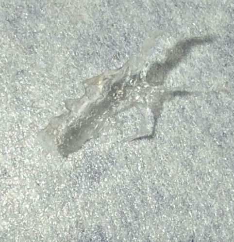 Flathead Borer Larva