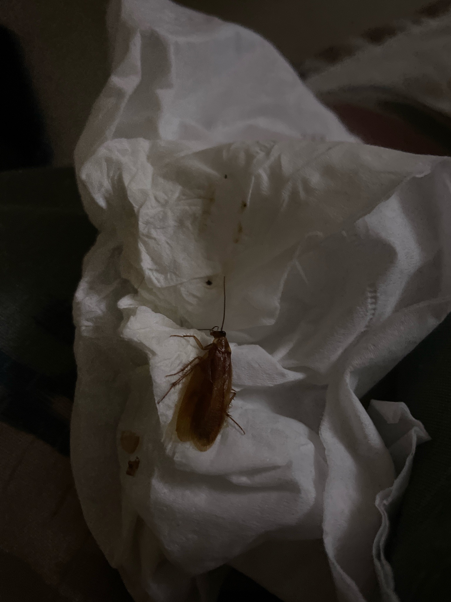 German Cockroach