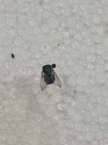 Bottle Fly, Green Bottle Fly, or Blue Bottle Fly