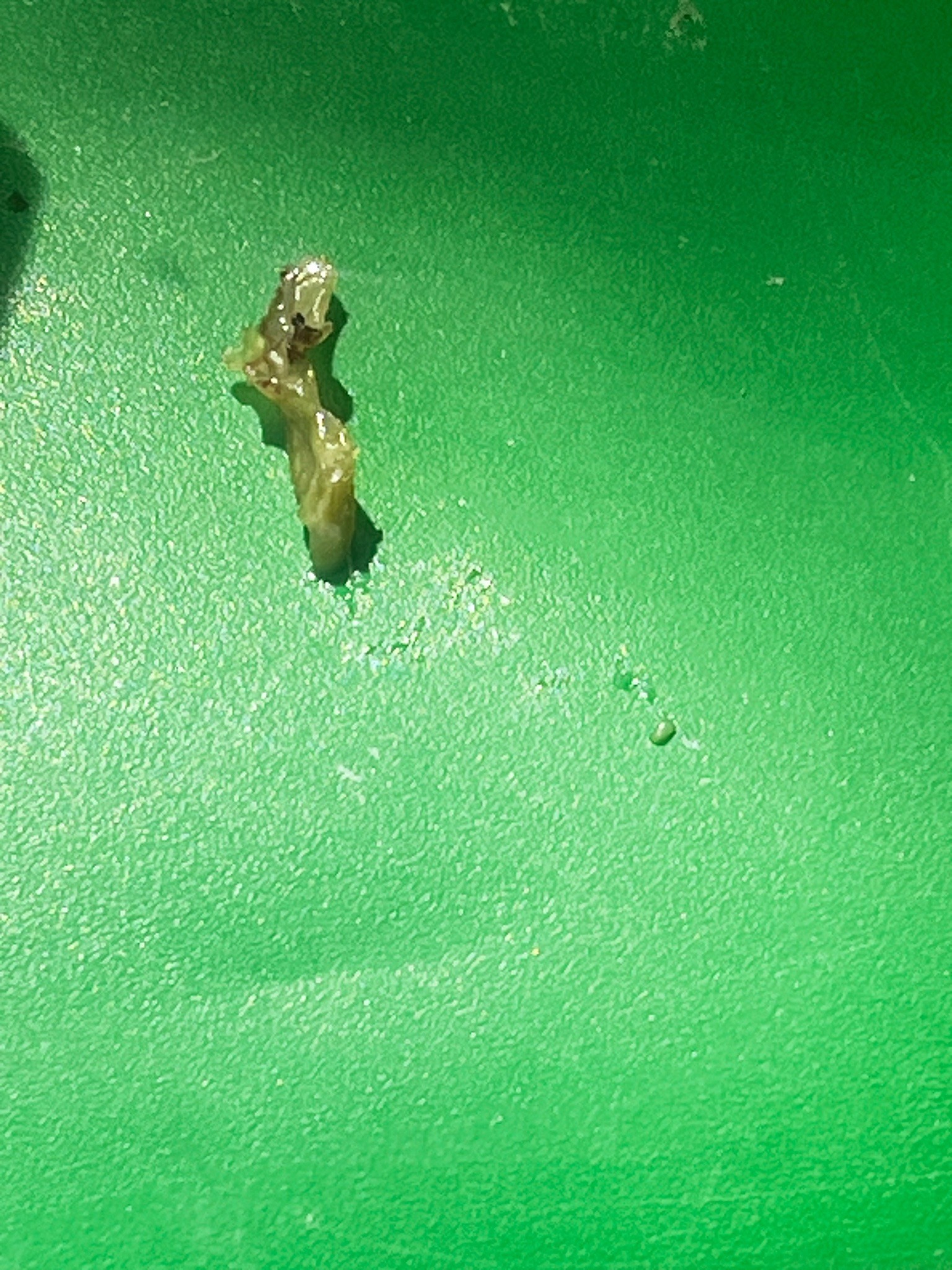 Snail or Slug segment
