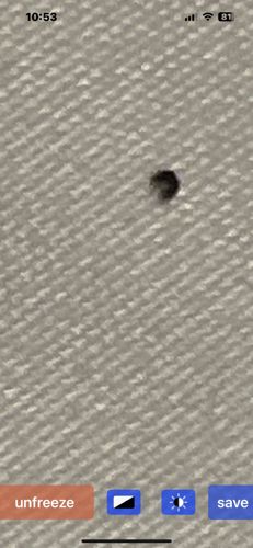 Carpet Beetle (likely Black Carpet Beetle)