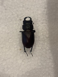 Stag Beetle