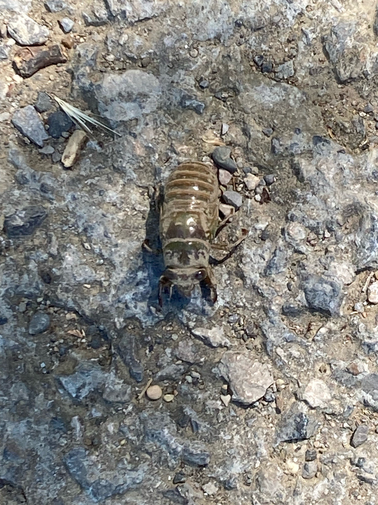 Cicada nymph