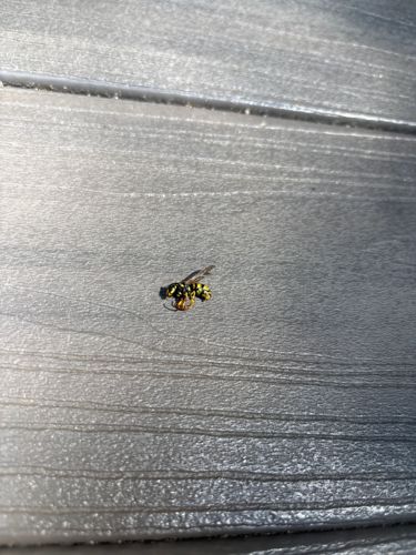 Yellowjacket