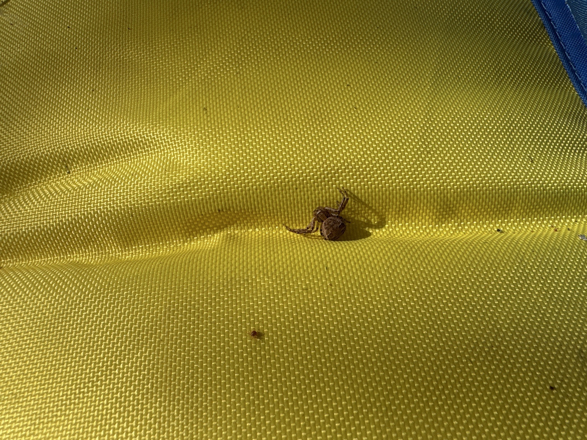 Ground Crab Spider
