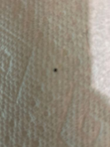 Fungus Gnat