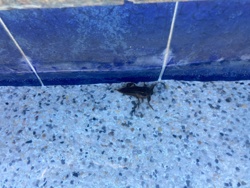 Giant Water Bug (Toe-Biter)
