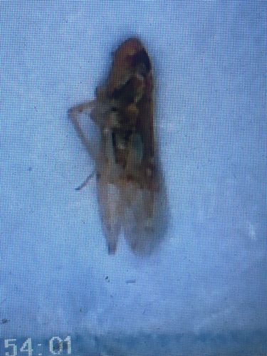 Leafhopper (likely a species of Cicadellidae)