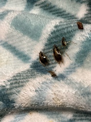 Cockroach nymphs