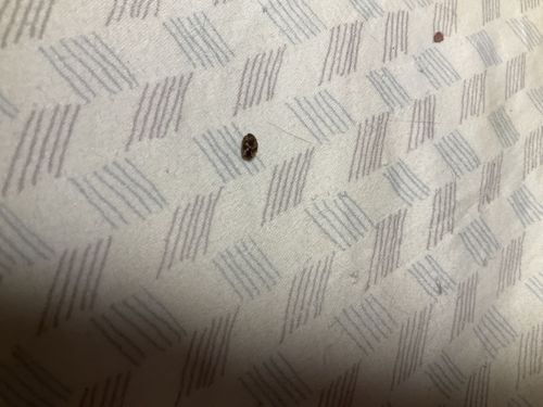 Carpet Beetle (likely Varied Carpet Beetle or Black Carpet Beetle)