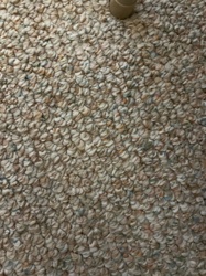 Unknown - no bug visible