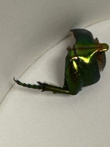 Figeater Beetle