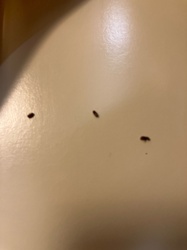 Carpet Beetle (appears to be a varied carpet beetle or black carpet beetle based on shape and common small size)