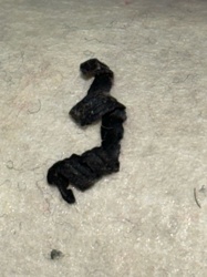 Case-bearing Clothes Moth