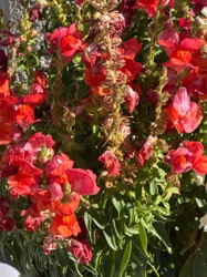 Paper Wasp (likely European Paper Wasp or similar species)