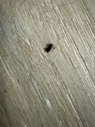 Carpet Beetle (Larva)