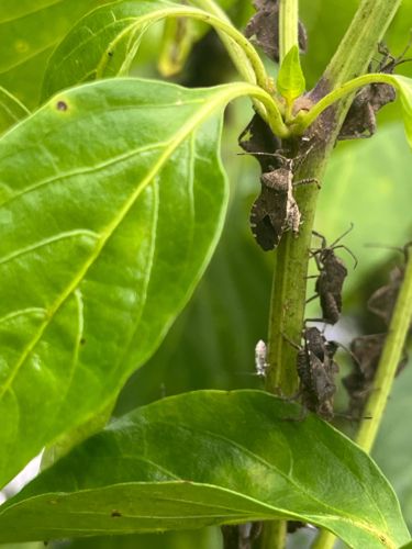 Brown Marmorated Stink Bug