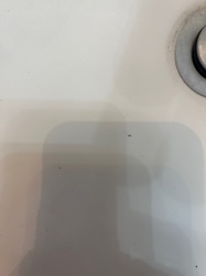 Drain Fly, Moth Fly, Filter Fly