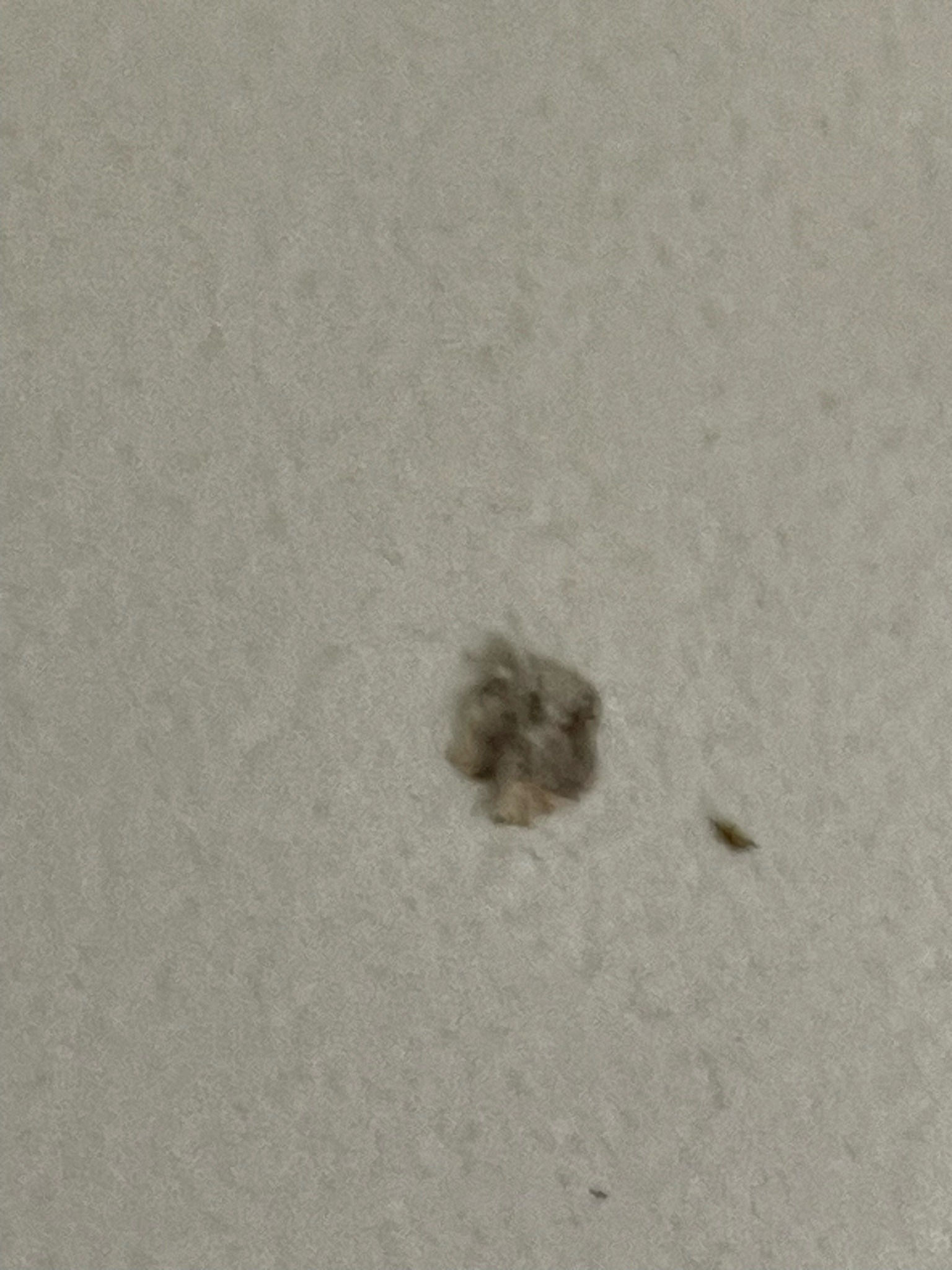 Debris-carrying Lacewing Larva (Junk Bug)