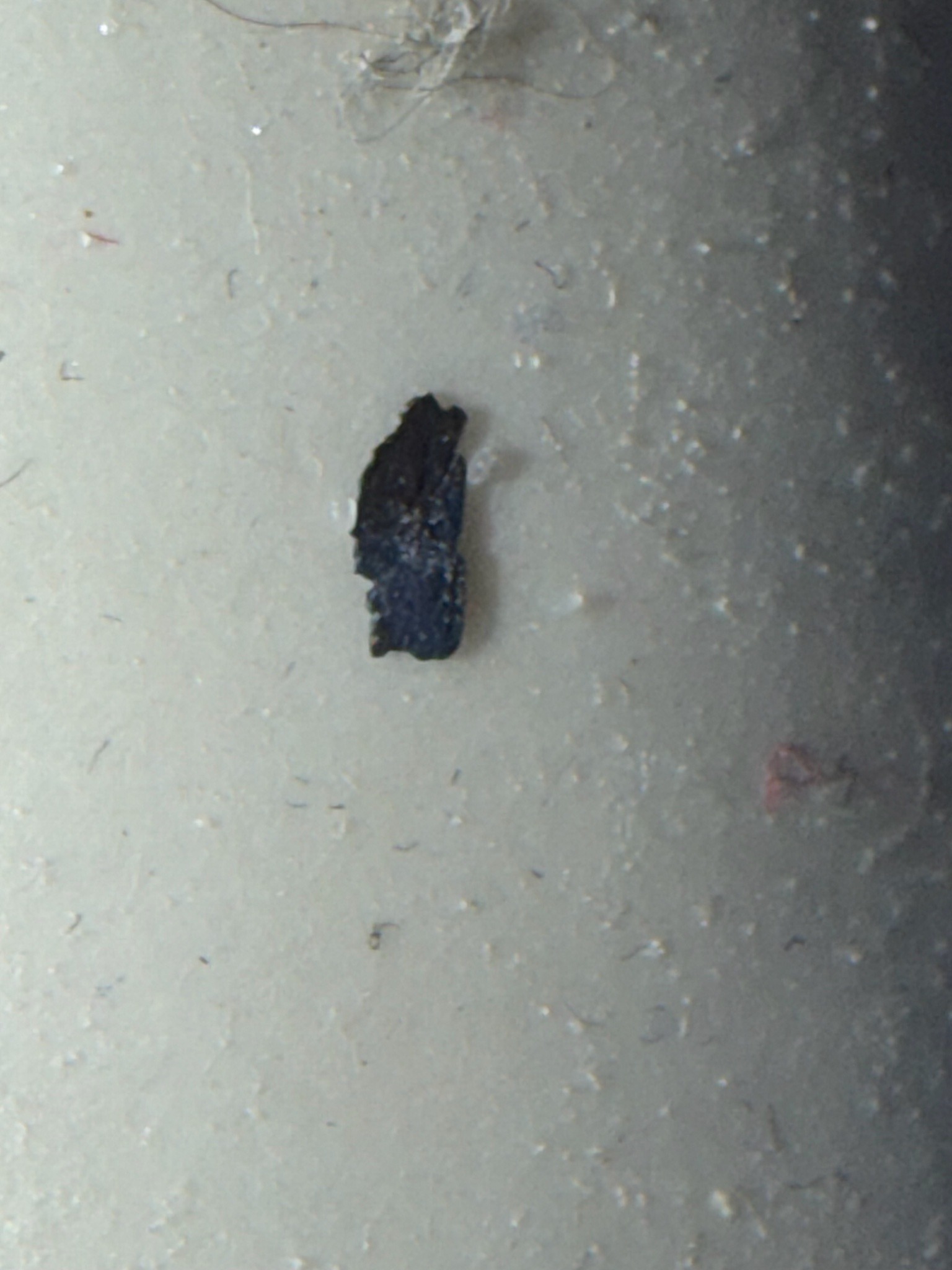 Debris (Non-Insect)