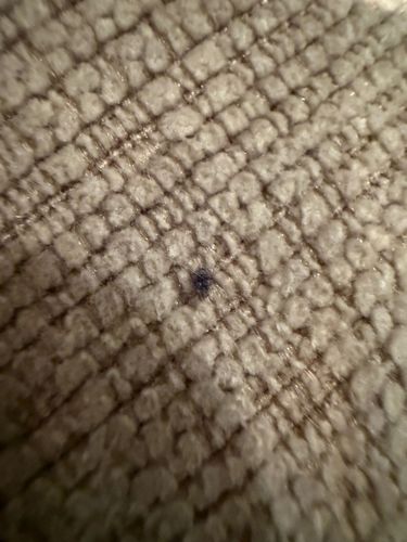 No identifiable insect