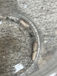 Fly Pupae (likely from Calliphoridae or Muscidae families)