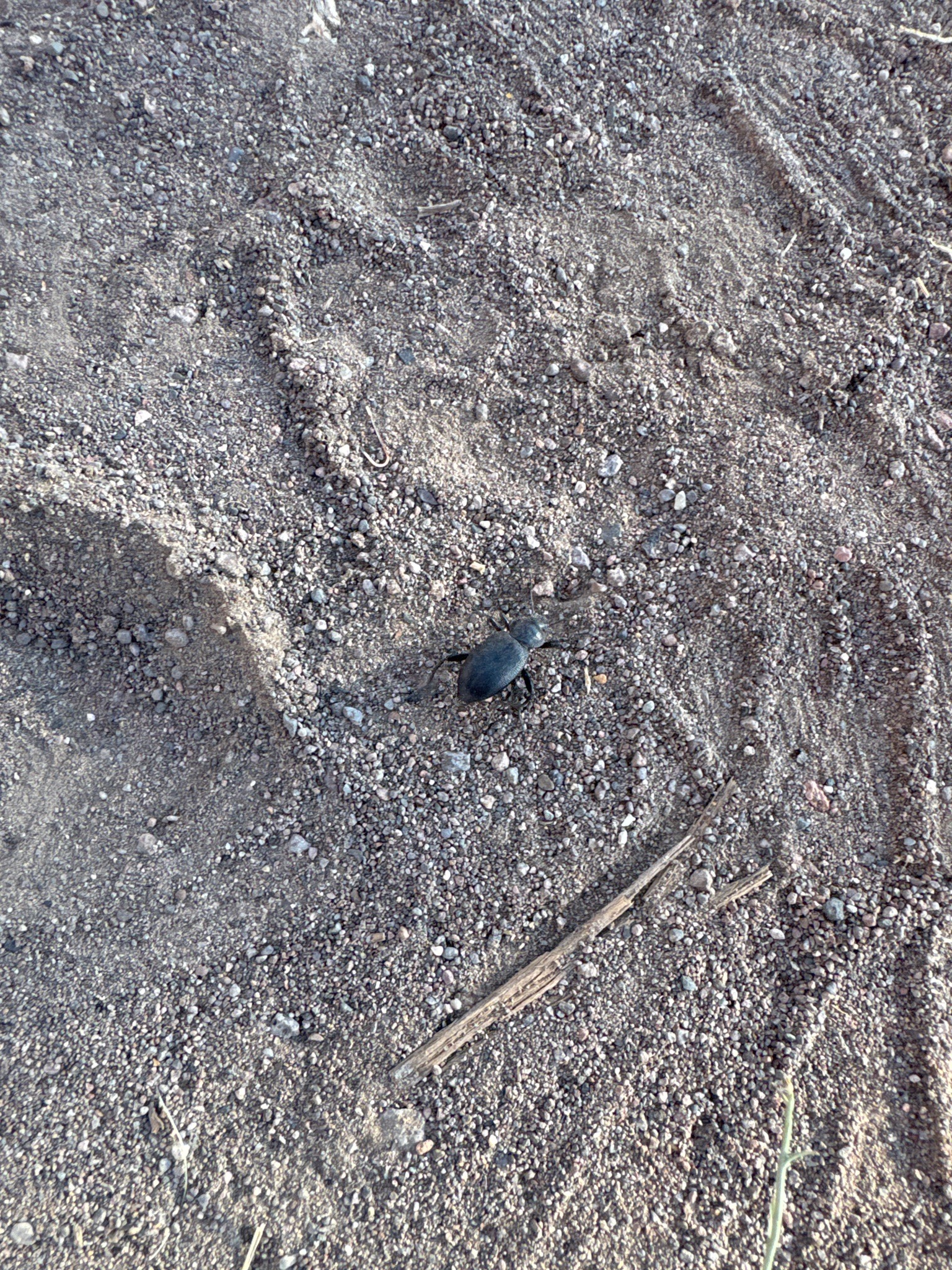 Desert Stink Beetle (Pinacate Beetle)