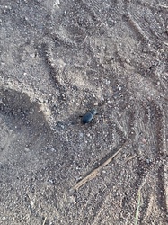 Desert Stink Beetle (Pinacate Beetle)