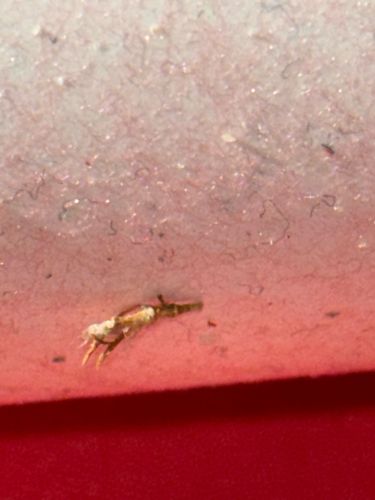 Pseudoscorpion