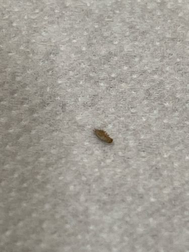 Carpet beetle larva (possibly Varied Carpet Beetle or Black Carpet Beetle)